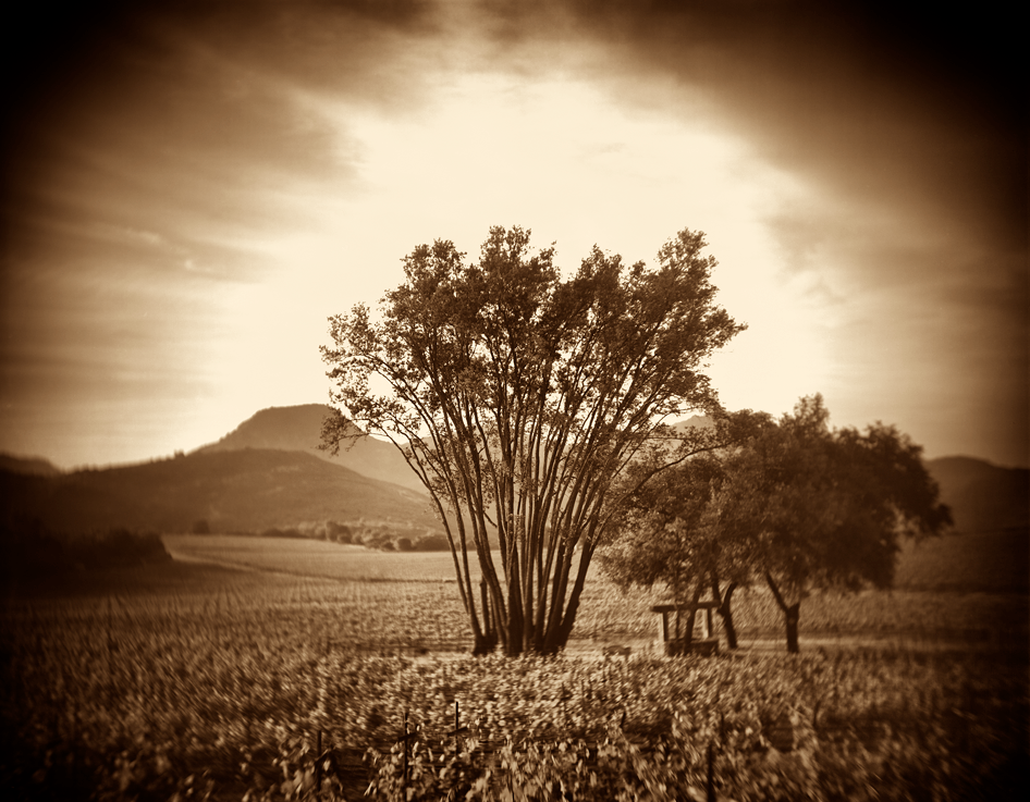 Oakville Vineyard